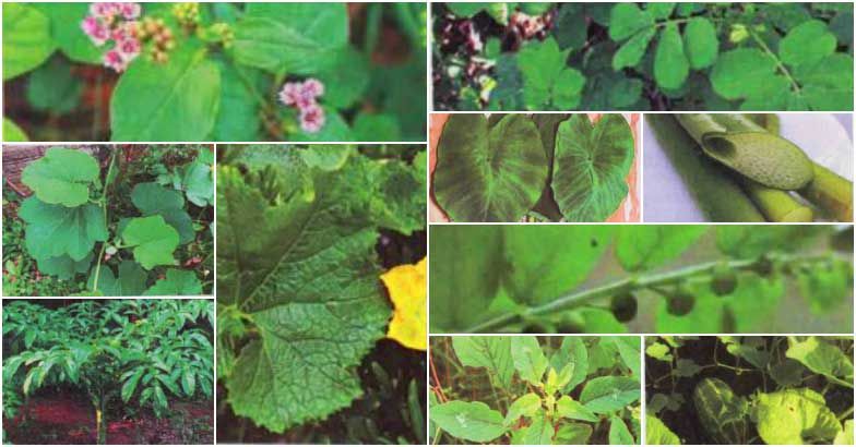 "Karkitaka Special Pathila Thoran 10 Leaves Crunchy Veggie"