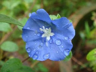 DASHAPUSHPAM PART 2- VISHNUKRANTI THE NOOTROPIC