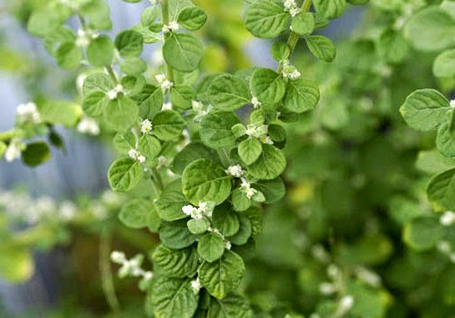 DASHAPUSHPAM PART 7 – CHEROOLA (ASHMARIBHEDAKA)-AERVA LANATA 