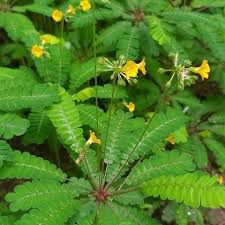 DASHAPUSHPAM: MUKKUTTI (PEETHAPUSHPA) SMALL TREE PLANT